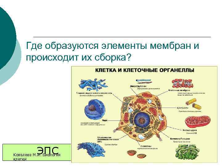 Где образуются элементы мембран и происходит их сборка? ЭПС Ковалева М. И. Биология клетки