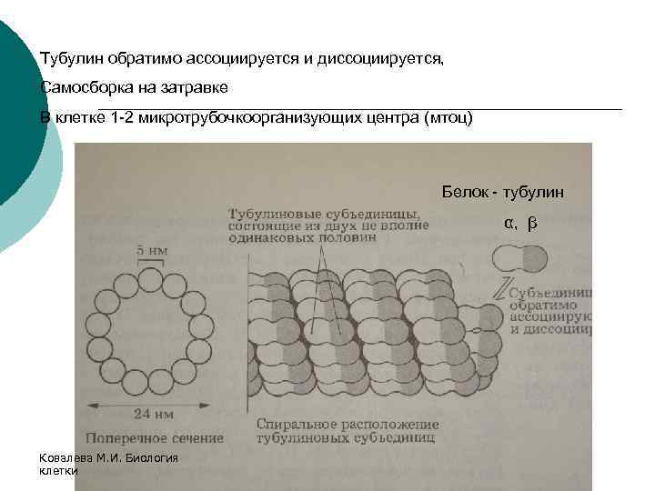 Тубулин обратимо ассоциируется и диссоциируется, Самосборка на затравке В клетке 1 -2 микротрубочкоорганизующих центра