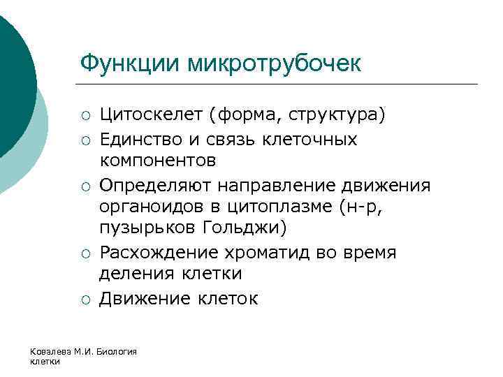 Функции микротрубочек ¡ ¡ ¡ Цитоскелет (форма, структура) Единство и связь клеточных компонентов Определяют