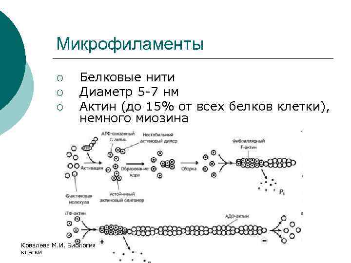 Микрофиламенты ¡ ¡ ¡ Белковые нити Диаметр 5 -7 нм Актин (до 15% от