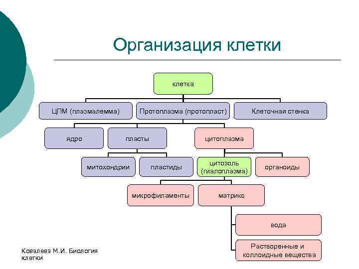 Клеточная организация клетки