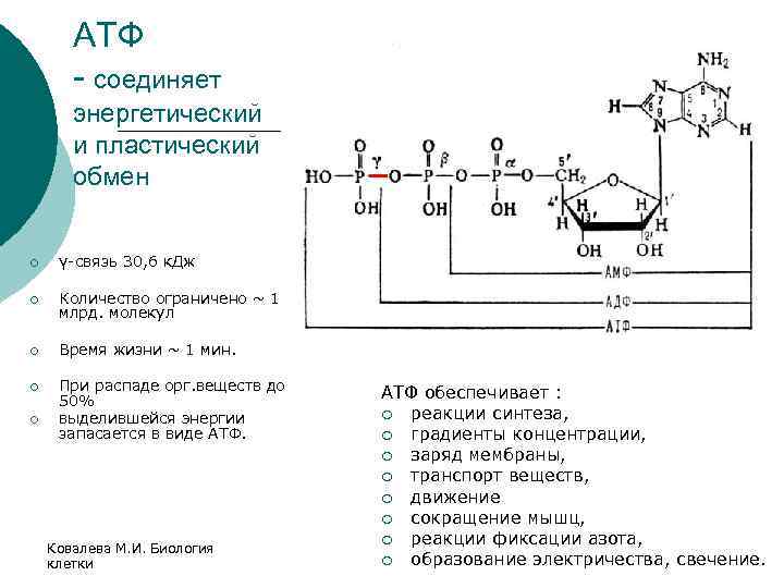 АТФ - соединяет энергетический и пластический обмен ¡ γ-связь 30, 6 к. Дж ¡