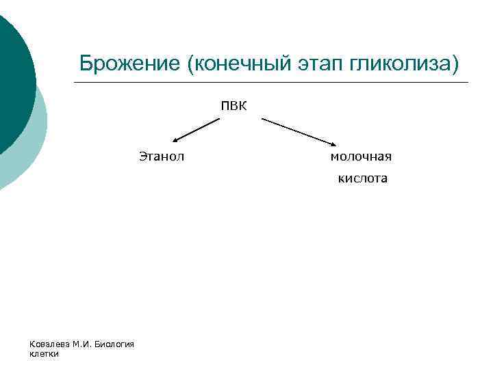 Брожение (конечный этап гликолиза) ПВК Этанол молочная кислота Ковалева М. И. Биология клетки 