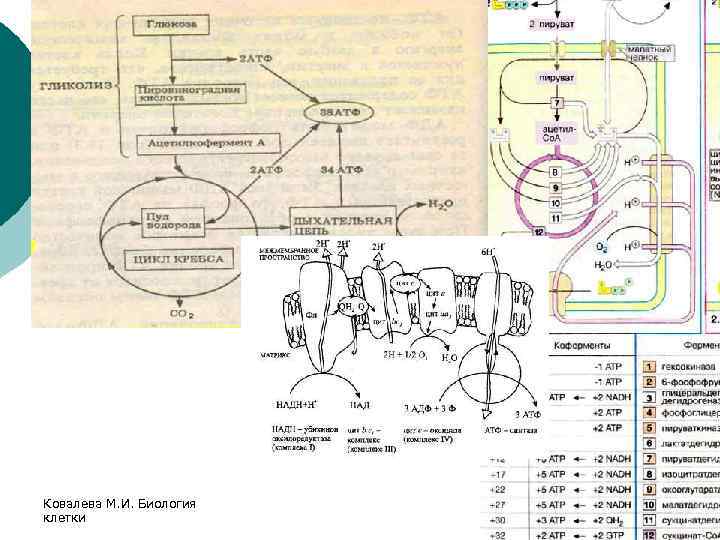 Ковалева М. И. Биология клетки 