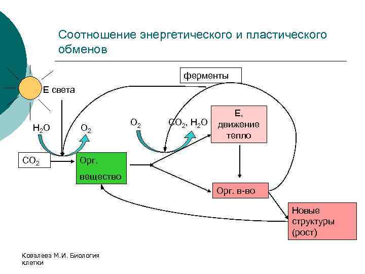 Соотношение энергетического и пластического обменов ферменты Е света Н 2 О СО 2 О