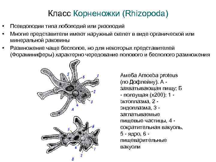 Виды псевдоподий