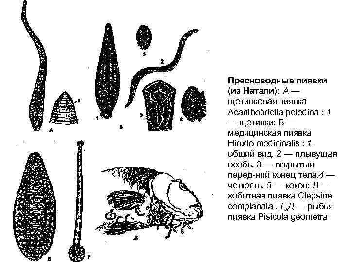 Пресноводные пиявки (из Натали): А — щетинковая пиявка Acanthobdella peledina : 1 — щетинки;