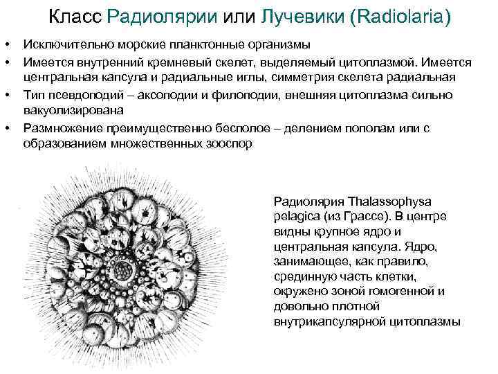 Класс Радиолярии или Лучевики (Radiolaria) • • Исключительно морские планктонные организмы Имеется внутренний кремневый