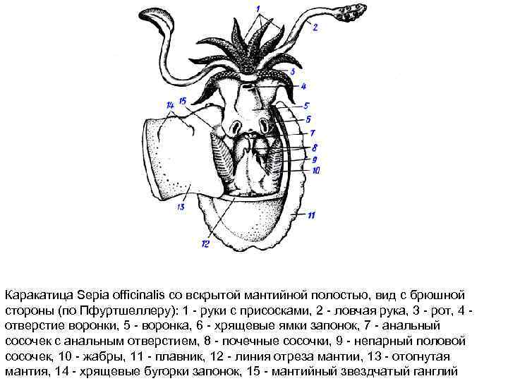 Каракатица Sepia officinalis со вскрытой мантийной полостью, вид с брюшной стороны (по Пфуртшеллеру): 1