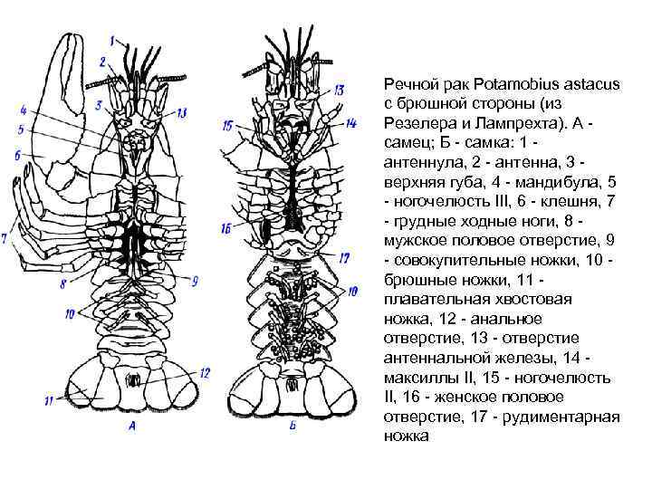 Количество хромосом речного рака. Строение самки. Внешнее строения рака(самки). Astacus Astacus внешнее и внутреннее строение. Класс ракообразные строение самки.