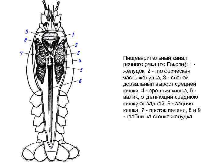 Пищеварительный канал речного рака (по Гексли): 1 желудок, 2 пилорическая часть желудка, 3 слепой