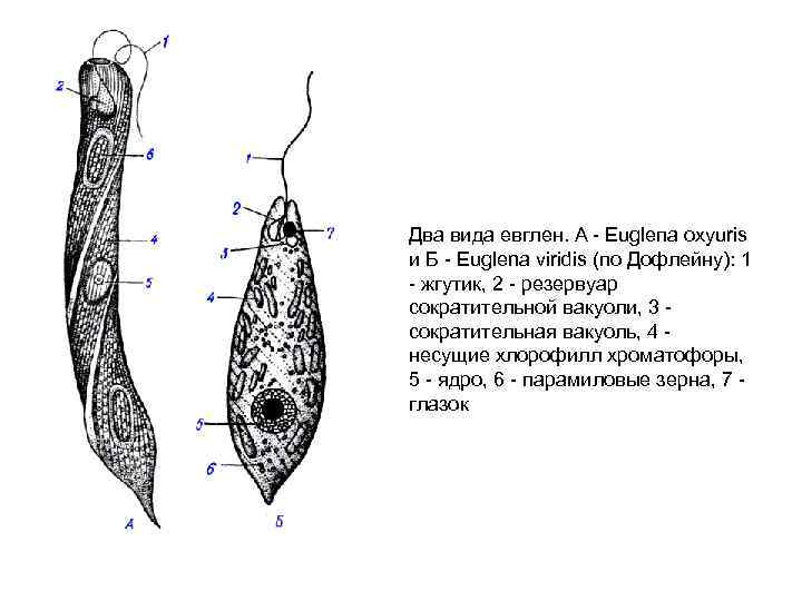 Форма тела жгутиков. Euglena Oxyuris. Эвглена Oxyuris. Euglena tripteris. Парамиловые зерна у эвглены.