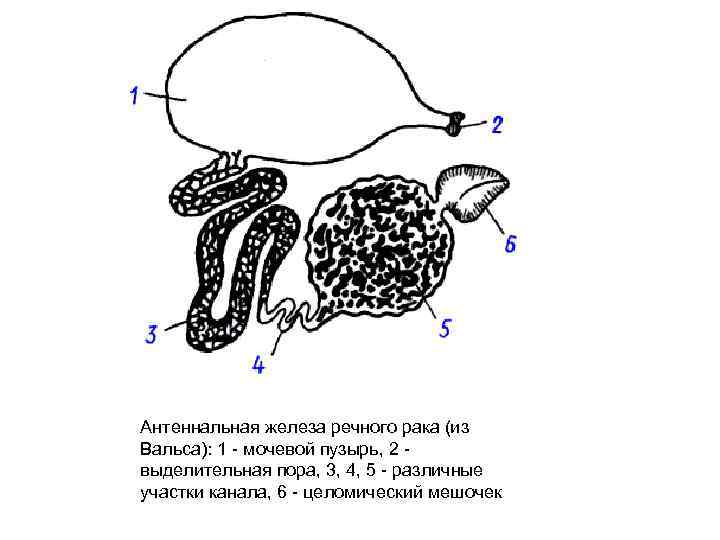 Зеленые железы