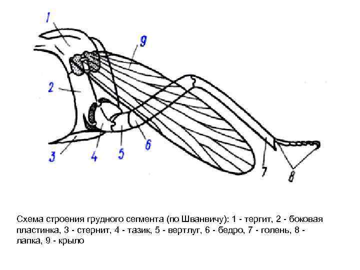 Четвертое крыло. Тергит стернит. Строение груди насекомых. Тергиты у насекомых. Схема грудного сегмента.