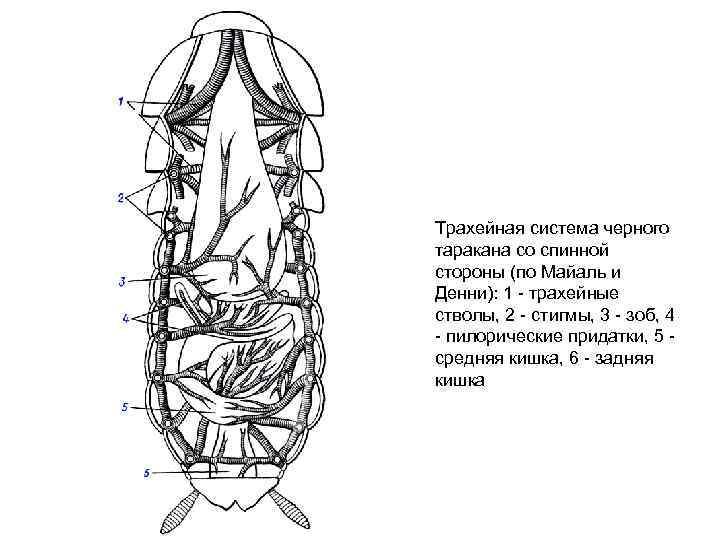 Трахейная система черного таракана со спинной стороны (по Майаль и Денни): 1 трахейные стволы,