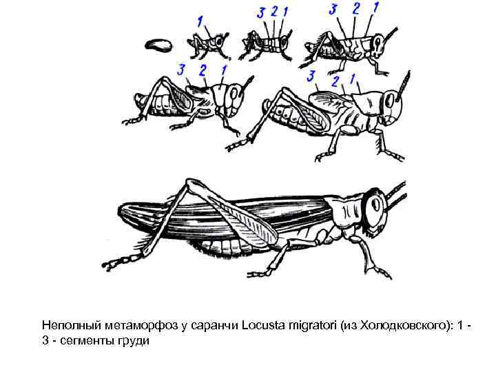 Какое развитие у саранчи. Неполный метаморфоз. Неполный метаморфоз у саранчи. Схема неполного превращения насекомых.