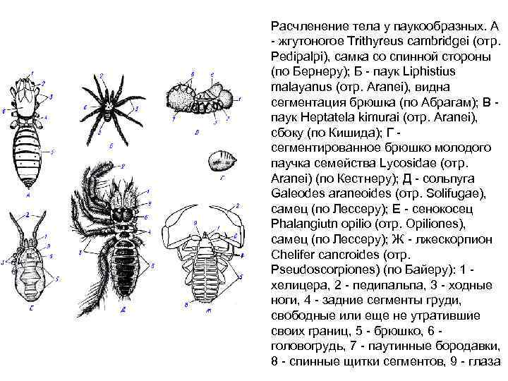 Расчленение тела у паукообразных. А жгутоногое Trithyreus cambridgei (отр. Pedipalpi), самка со спинной стороны