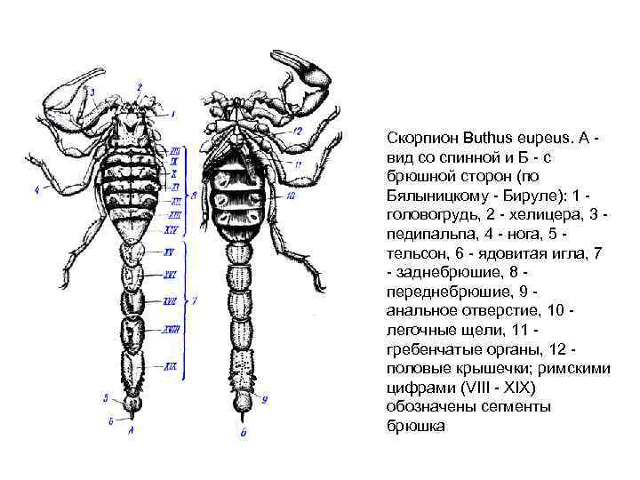 Скорпион Buthus eupeus. A вид со спинной и Б с брюшной сторон (по Бялыницкому