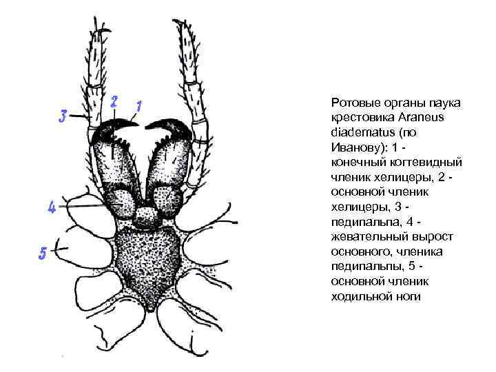 Хелицеры у паукообразных