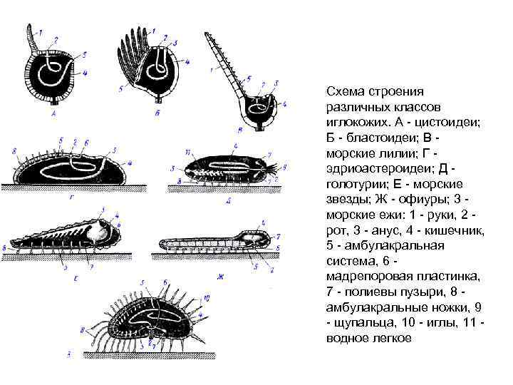 Схема строения различных классов иглокожих. А цистоидеи; Б бластоидеи; В морские лилии; Г эдриоастероидеи;