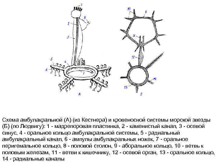 Схема амбулакральной (А) (из Кестнера) и кровеносной системы морской звезды (Б) (по Людвигу): 1