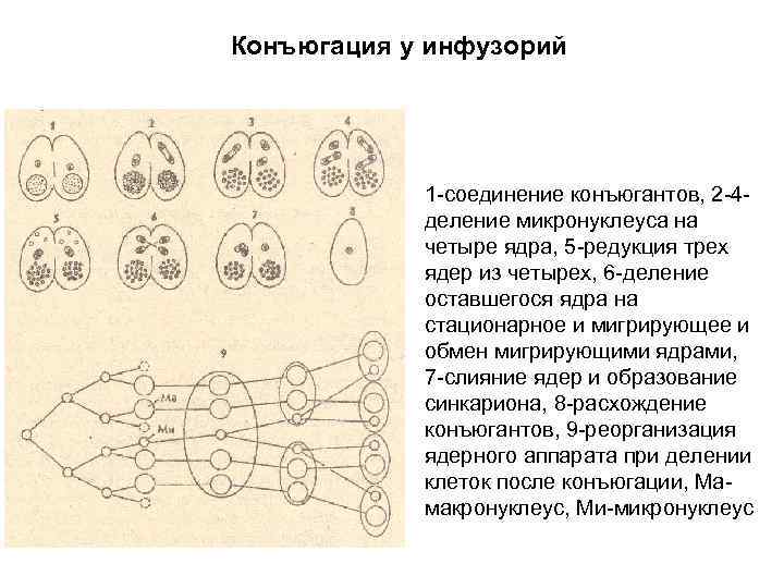 Конъюгация у инфузорий 1 соединение конъюгантов, 2 4 деление микронуклеуса на четыре ядра, 5