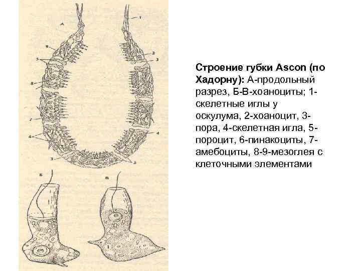 Строение губки Ascon (по Хадорну): А продольный разрез, Б В хоаноциты; 1 скелетные иглы