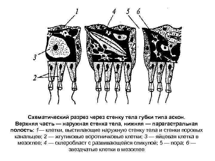 Схематический разрез через стенку тела губки типа аскон. Верхняя часть — наружная стенка тела,
