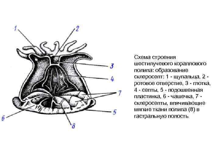 Схема строения шестилучевого кораллового полипа: образование склеросепт: 1 щупальца, 2 ротовое отверстие, 3 глотка,