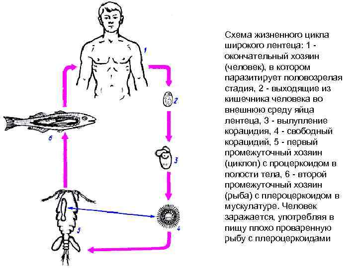 Промежуточный хозяин лентеца