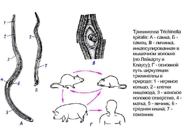 Трихинелла Trichinella spiralis: A самка, Б самец, В личинка, инкапсулированная в мышечном волокне (по