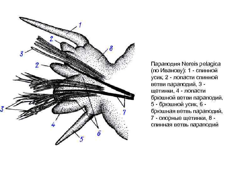 Параподия Nereis pelagiса (по Иванову): 1 спинной усик, 2 лопасти спинной ветви параподий, 3