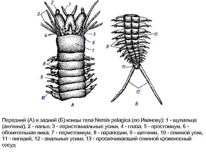 Передний (А) и задний (Б) концы тела Nereis pelagica (по Иванову): 1 щупальце (антенна),