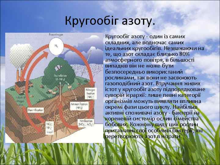 Кругообіг азоту. • Кругообіг азоту - один із самих складних, але водночас самих ідеальних