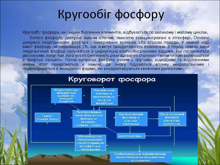  Кругообіг фосфору Кругообіг фосфора, як і інших біогенних елементів, відбувається по великому і