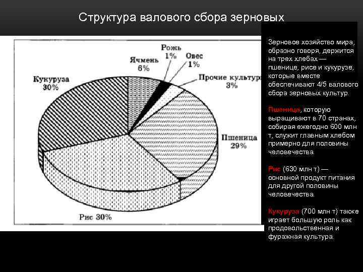 Структура валового сбора зерновых Зерновое хозяйство мира, образно говоря, держится на трех хлебах —