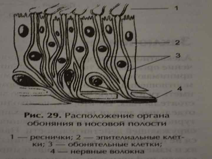 Схема обонятельного эпителия