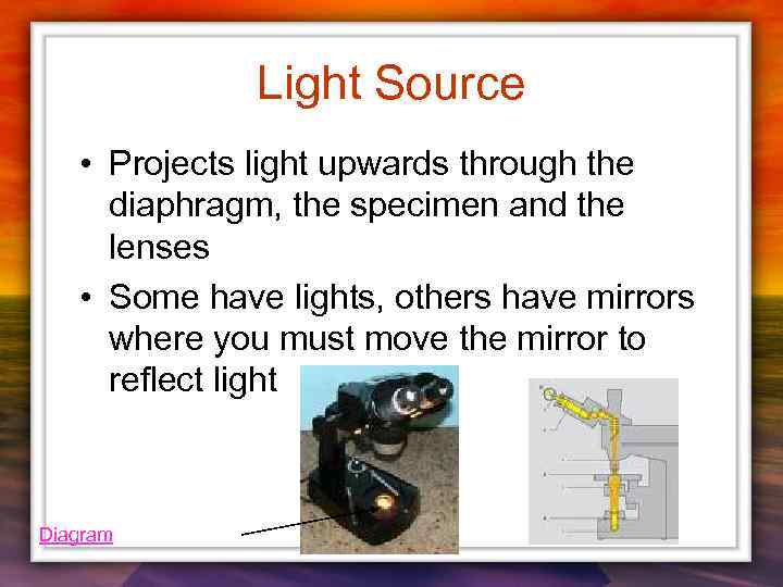 Light Source • Projects light upwards through the diaphragm, the specimen and the lenses