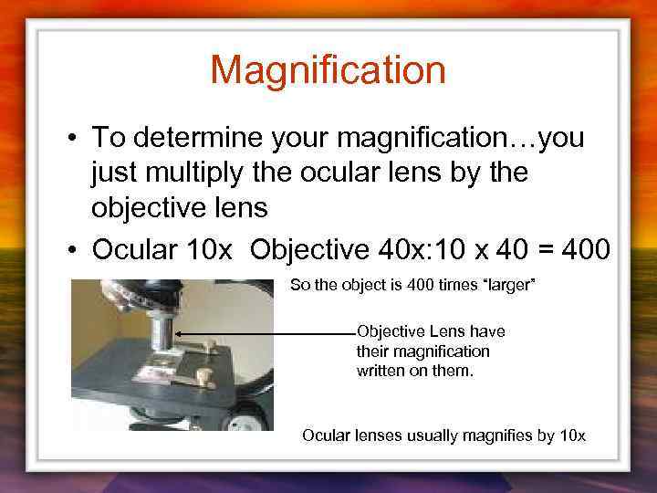 Magnification • To determine your magnification…you just multiply the ocular lens by the objective