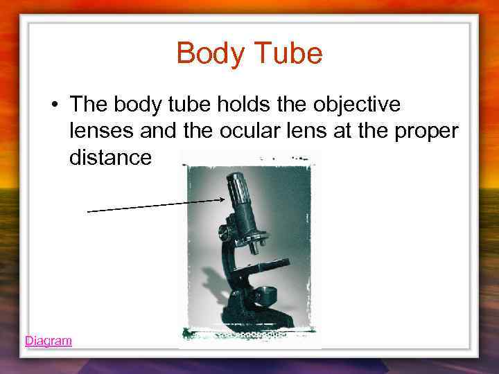 Body Tube • The body tube holds the objective lenses and the ocular lens