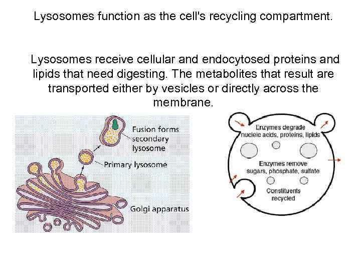 Lysosomes function as the cell's recycling compartment. Lysosomes receive cellular and endocytosed proteins and