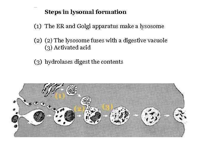  Steps in lysomal formation (1) The ER and Golgi apparatus make a lysosome