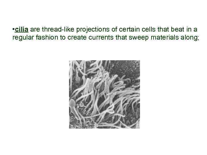  • cilia are thread-like projections of certain cells that beat in a regular