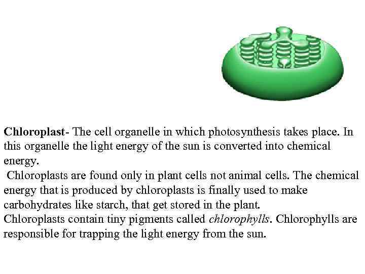  Chloroplast- The cell organelle in which photosynthesis takes place. In this organelle the