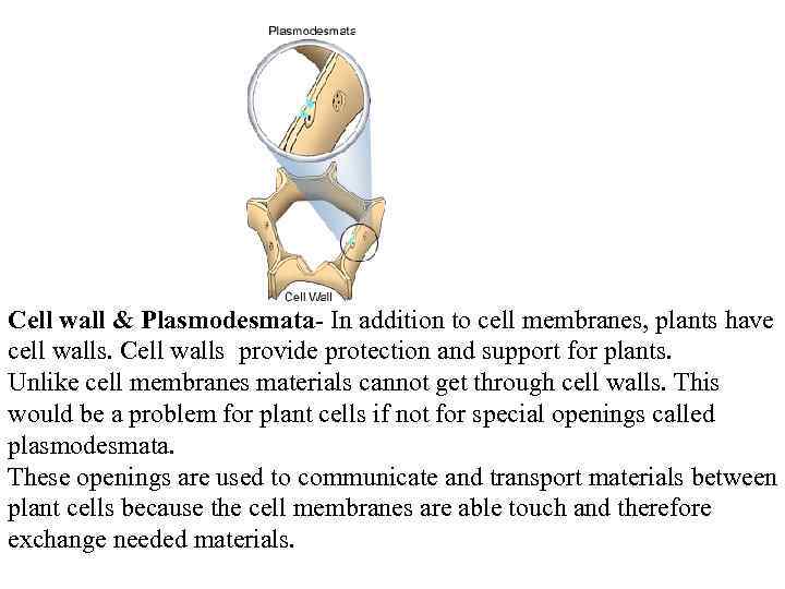  Cell wall & Plasmodesmata- In addition to cell membranes, plants have cell walls.