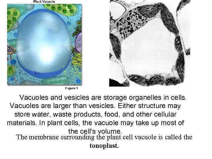  Vacuoles and vesicles are storage organelles in cells. Vacuoles are larger than vesicles.