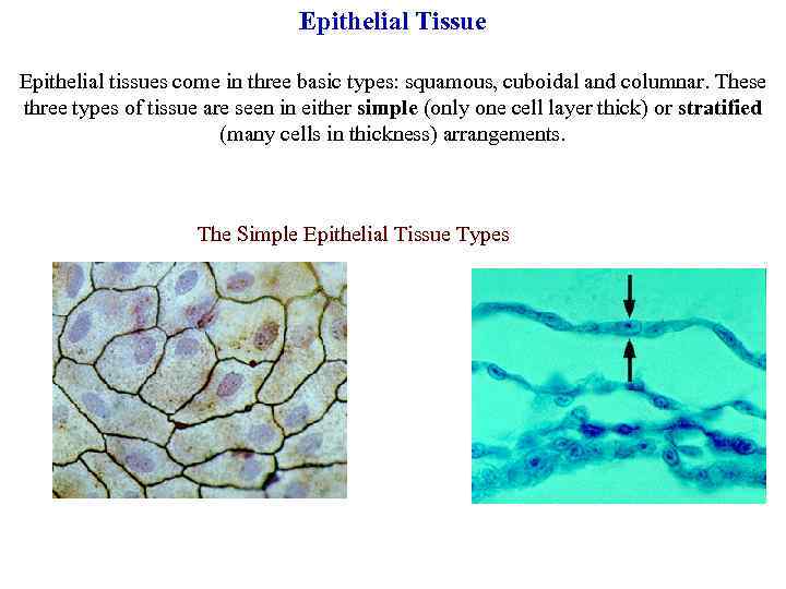Epithelial Tissue Epithelial tissues come in three basic types: squamous, cuboidal and columnar. These