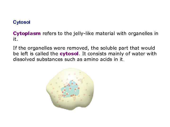 Cytosol Cytoplasm refers to the jelly-like material with organelles in it. If the organelles