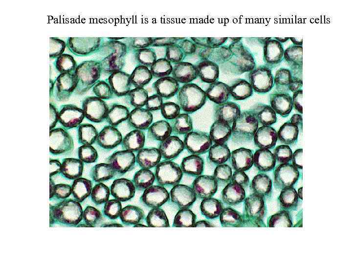 Palisade mesophyll is a tissue made up of many similar cells 