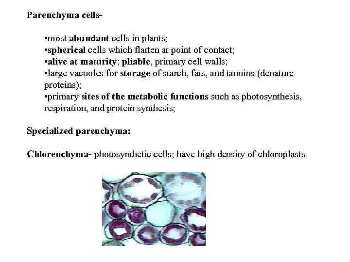 Parenchyma cells- • most abundant cells in plants; • spherical cells which flatten at